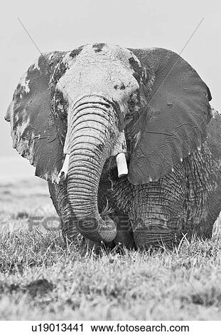 Stock Image - Single elephant wading in swamp, close up detail front view monochrome, Amboseli, Kenya, East Africa. Fotosearch