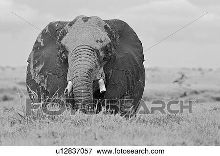 Stock Photo - Single elephant wading in swamp, close up detail front view monochrome, Amboseli, Kenya, East Africa. Fotosearch
