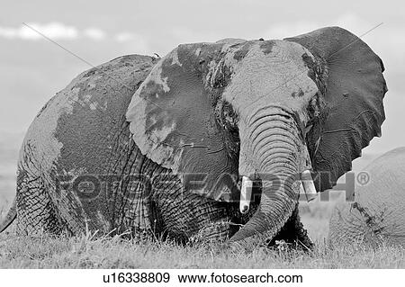 Stock Photo - Single elephant wading in swamp, close up detail front view monochrome, Amboseli, Kenya, East Africa. Fotosearch