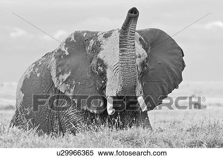 Stock Photography - Single elephant wading in swamp, trunk raised in air, close up detail front view monochrome, Amboseli, Kenya, East Africa. Fotosearch