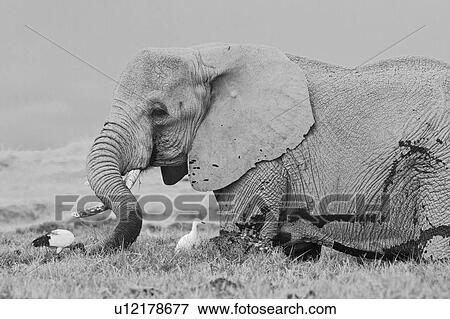 Stock Photo - Single elephant wading in swamp, with cattle egrets, close up detail side view monochrome, Amboseli, Kenya, East Africa. Fotosearch