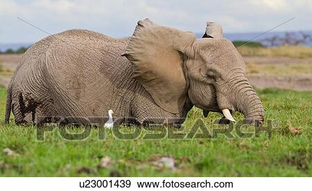 Stock Photo - Single elephant wading in swamp with cattle egret, close up detail side view, Amboseli, Kenya, East Africa. Fotosearch
