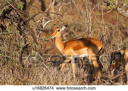 Picture - Single female impala close up view in thicket of acacia in golden evening light, Lewa Downs, Kenya, East Africa. Fotosearch