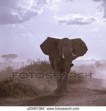 Single large adult elephant close up with dust of lake bed blowing, high key frontal view, Amboseli, Kenya, East Africa View Large Photo Image Picture - Single large adult elephant close up with dust of lake bed blowing, high key frontal view, Amboseli, Kenya, East Africa. Fotosearch