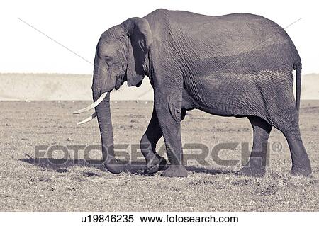 Stock Photography - Single large adult elephant close up, monochrome side view, Masai Mara, Kenya, East Africa. Fotosearch