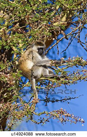 Single vervet monkey sitting in tree picking foliage to eat, with vivid blue sky in background, Lewa Downs, Kenya, East Africa View Large Photo Image Stock Photo - Single vervet monkey sitting in tree picking foliage to eat, with vivid blue sky in background, Lewa Downs, Kenya, East Africa. Fotosearch