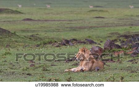 Stock Photo - Single young adult male lion lying on green grassy mound in rain with panorama view of Mara plains with Thomson gazelles in background, Masai Mara, Kenya, East Africa. Fotosearch