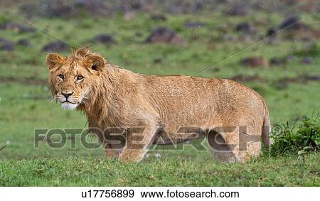Stock Photo - Single young adult male lion standing on green grassy mound in rain, close up, Masai Mara, Kenya, East Africa. Fotosearch