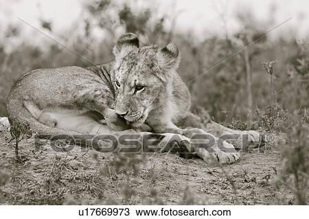 Single young lion lying grooming on knoll, monochrome frontal close up, Masai Mara, Kenya, East Africa View Large Photo Image Stock Image - Single young lion lying grooming on knoll, monochrome frontal close up, Masai Mara, Kenya, East Africa. Fotosearch