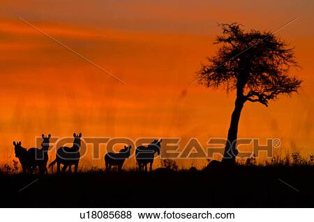 Sunrise on the Mara: close up view of zebra group silhouetted against red pink sky, with acacia tree, Masai Mara, Kenya, East Africa View Large Photo Image Stock Photo - Sunrise on the Mara: close up view of zebra group silhouetted against red pink sky, with acacia tree, Masai Mara, Kenya, East Africa. Fotosearch