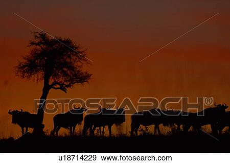 Stock Photo - Sunrise on the Mara: close up view of wildebeest herd, silhouetted against red pink sky, with acacia tree, Masai Mara, Kenya, East Africa. Fotosearch