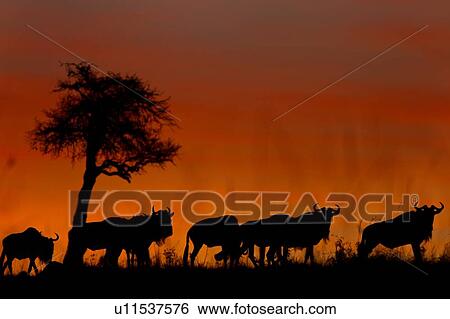 Sunrise on the Mara: close up view of wildebeest herd, silhouetted against red pink sky, with acacia tree, Masai Mara, Kenya, East Africa View Large Photo Image Stock Photograph - Sunrise on the Mara: close up view of wildebeest herd, silhouetted against red pink sky, with acacia tree, Masai Mara, Kenya, East Africa. Fotosearch