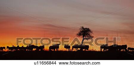 Picture - Sunrise on the Mara: panorama of wildebeest herd, silhouetted against pink orange yellow sky, with acacia tree, Masai Mara, Kenya, East Africa. Fotosearch
