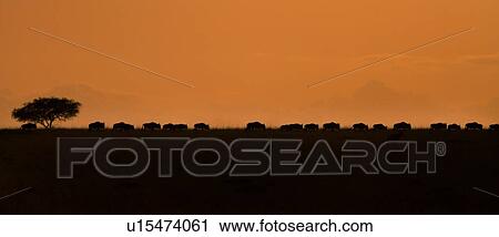 Sunrise on the Mara: panorama of wildebeest in single file, silhouetted against pink orange sky, with acacia tree, Masai Mara, Kenya, East Africa View Large Photo Image Stock Image - Sunrise on the Mara: panorama of wildebeest in single file, silhouetted against pink orange sky, with acacia tree, Masai Mara, Kenya, East Africa. Fotosearch