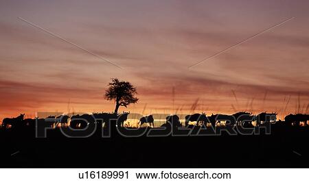 Stock Image - Sunrise on the Mara: panorama of wildebeest herd, silhouetted against pink orange sky, with acacia tree, Masai Mara, Kenya, East Africa. Fotosearch