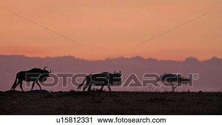 Stock Image - Sunrise on the Mara: panorama view of two wildebeest close up and acacia tree beyond, silhouetted against pink and purple sky, Masai Mara, Kenya, East Africa. Fotosearch
