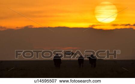 Sunrise on the Mara: three wildebeest close up silhouetted against pink, orange, and purple sky, with huge sun ball rising, Masai Mara, Kenya, East Africa View Large Photo Image Stock Photo - Sunrise on the Mara: three wildebeest close up silhouetted against pink, orange, and purple sky, with huge sun ball rising, Masai Mara, Kenya, East Africa. Fotosearch