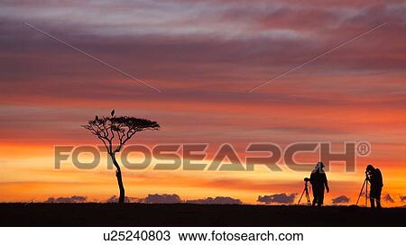 Stock Image - Sunrise silhouettes on the Mara: panorama view of acacia tree with pair of Marabou storks perching, silhouetted against pink orange sky, with pair of photographers with tripods, Masai Mara, Kenya, East Africa. Fotosearch