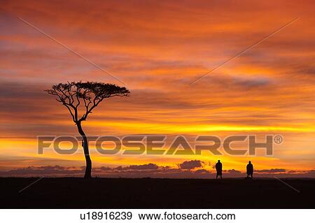 Stock Photo - Sunrise silhouettes on the Mara: panorama view of acacia tree, with two Masai men silhouetted against pink orange sky, Masai Mara, Kenya, East Africa. Fotosearch
