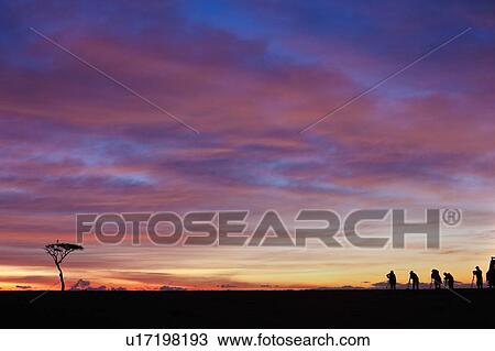Stock Image - Sunrise silhouettes on the Mara: view of acacia tree with Marabou stork perching, silhouetted against pink orange sky, with group of photographers with tripods to side, Masai Mara, Kenya, East Africa. Fotosearch