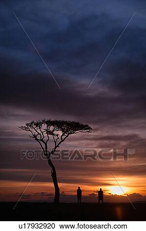 Sunrise silhouettes on the Mara: view of acacia tree, with two Masai men silhouetted against grey purple blue orange yellow sky, as sun rises, Masai Mara, Kenya, East Africa View Large Photo Image Stock Image - Sunrise silhouettes on the Mara: view of acacia tree, with two Masai men silhouetted against grey purple blue orange yellow sky, as sun rises, Masai Mara, Kenya, East Africa. Fotosearch