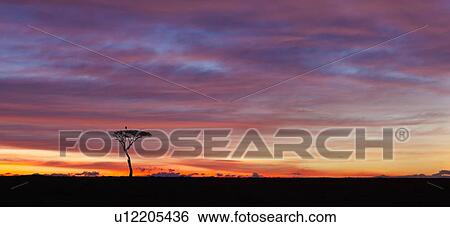 Stock Photograph - Sunrise silhouettes on the Mara: view of acacia tree with Marabou stork perching, silhouetted against pink orange sky, Masai Mara, Kenya, East Africa. Fotosearch