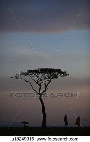 Stock Photograph - Sunrise silhouettes on the Mara: view of acacia tree, with two Masai men silhouetted against pre-dawn grey blue pink sky, Masai Mara, Kenya, East Africa. Fotosearch