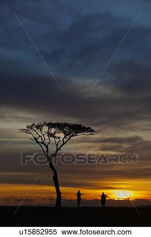 Sunrise silhouettes on the Mara: view of acacia tree, with two Masai men silhouetted against grey blue orange yellow sky, as sun rises, Masai Mara, Kenya, East Africa View Large Photo Image Stock Photography - Sunrise silhouettes on the Mara: view of acacia tree, with two Masai men silhouetted against grey blue orange yellow sky, as sun rises, Masai Mara, Kenya, East Africa. Fotosearch