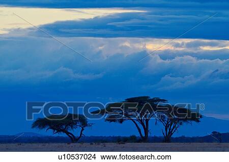 Picture - Sunset at Amboseli: yellow pink sunlight with dramatic stormy blue grey clouds, distant mountains, sandy plains and acacia trees with weaver bird nests in foreground, Amboseli, Kenya, East Africa. Fotosearch