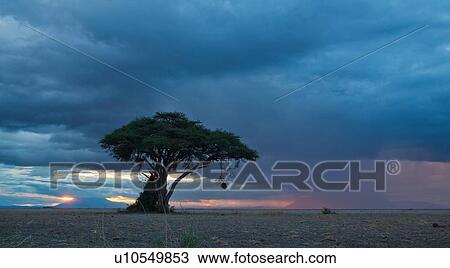 Stock Image - Sunset at Amboseli: yellow pink sunlight with dramatic stormy blue grey clouds, and pink rain clouds to the right, distant mountain, sandy plains and single acacia tree with hanging weaver bird nest in foreground, Amboseli, Kenya, East Africa. Fotosearch