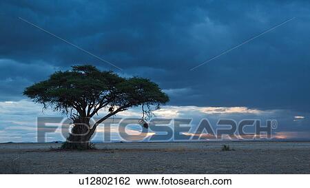 Stock Image - Sunset at Amboseli: yellow pink sunlight with dramatic stormy blue grey clouds, over distant mountain, sandy plains and single acacia tree with hanging weaver bird nest in foreground, Amboseli, Kenya, East Africa. Fotosearch