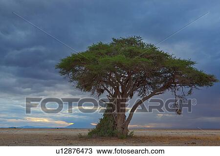 Stock Image - Sunset at Amboseli: yellow pink sunlight with dramatic stormy blue grey clouds, over distant mountain, sandy plains and single acacia tree with hanging weaver bird nest in foreground, Amboseli, Kenya, East Africa. Fotosearch