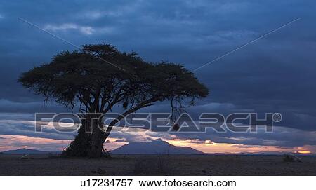 Stock Photo - Sunset at Amboseli: yellow pink sunlight with dramatic stormy blue grey clouds, over distant mountain, sandy plains and single acacia tree with hanging weaver bird nest in foreground, Amboseli, Kenya, East Africa. Fotosearch