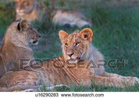 Stock Image - Three adult lions side view close up detail in golden evening light, close up detail, Masai Mara, Kenya, East Africa. Fotosearch