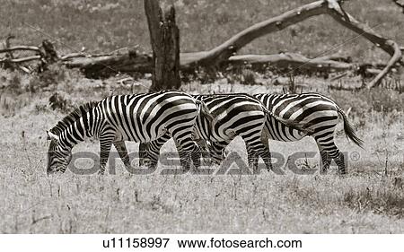 Three Burchell's zebra lined up symmetrically grazing in long grass, with fallen tree trunks behind, monochrome image, Lewa Downs, Kenya, East Africa View Large Photo Image Stock Photo - Three Burchell's zebra lined up symmetrically grazing in long grass, with fallen tree trunks behind, monochrome image, Lewa Downs, Kenya, East Africa. Fotosearch
