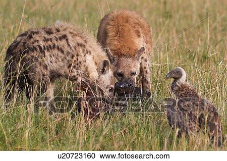 Stock Image - Two adult hyenas feeding on head of wildebeest carcass with vulture waiting, close up detail view, Masai Mara, Kenya, East Africa. Fotosearch