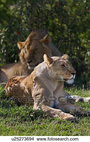 Picture - Two adult lions, one male, one female, lying near bushes in early morning light, side view close up, with each looking in opposite directions, Masai Mara, Kenya, East Africa. Fotosearch