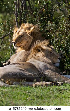 Stock Image - Two adult lions, one male, one female, lying near bushes in early morning light, side view close up, with each looking in opposite directions, Masai Mara, Kenya, East Africa. Fotosearch