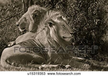 Two adult male lions lying near bushes in early morning light, side view close up monochrome, with each looking in opposite directions, Masai Mara, Kenya, East Africa View Large Photo Image Stock Image - Two adult male lions lying near bushes in early morning light, side view close up monochrome, with each looking in opposite directions, Masai Mara, Kenya, East Africa. Fotosearch