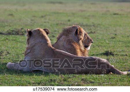 Two adult male lions lying on grass in early morning golden light, side view with each looking in opposite directions, Masai Mara, Kenya, East Africa View Large Photo Image Picture - Two adult male lions lying on grass in early morning golden light, side view with each looking in opposite directions, Masai Mara, Kenya, East Africa. Fotosearch