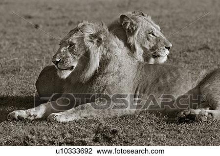 Two adult male lions lying on grass in early morning light, side view close up monochrome, with each looking in opposite directions, Masai Mara, Kenya, East Africa View Large Photo Image Stock Image - Two adult male lions lying on grass in early morning light, side view close up monochrome, with each looking in opposite directions, Masai Mara, Kenya, East Africa. Fotosearch