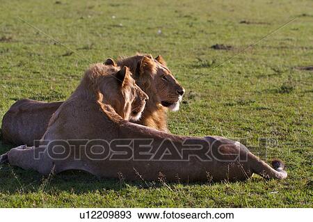 Two adult male lions lying on grass in early morning golden light, side view with each looking in same direction, Masai Mara, Kenya, East Africa View Large Photo Image Stock Image - Two adult male lions lying on grass in early morning golden light, side view with each looking in same direction, Masai Mara, Kenya, East Africa. Fotosearch