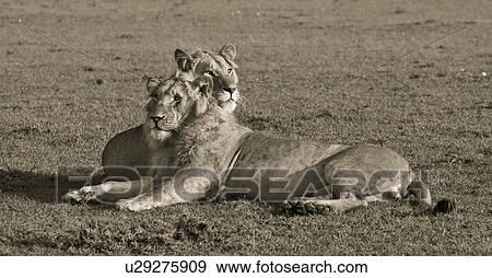 Stock Photo - Two adult male lions lying on grass in early morning light, side view close up monochrome, with each looking in opposite directions, Masai Mara, Kenya, East Africa. Fotosearch