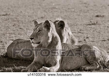 Stock Photograph - Two adult male lions lying on grass in early morning light, side view close up monochrome, with each looking in opposite directions, Masai Mara, Kenya, East Africa. Fotosearch