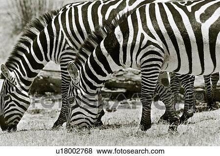 Stock Photo - Two Burchell's zebra lined up symmetrically, grazing in long grass, with fallen tree trunks behind, detail monochrome image, Lewa Downs, Kenya, East Africa. Fotosearch