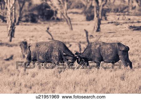 Two Cape Buffalo males sparring in dominance assertion, by facing each other with heads down, in woodland/swamp area, desaturated image, Lewa Downs, Kenya, East Africa View Large Photo Image Stock Photo - Two Cape Buffalo males sparring in dominance assertion, by facing each other with heads down, in woodland/swamp area, desaturated image, Lewa Downs, Kenya, East Africa. Fotosearch