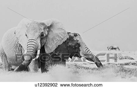 Stock Image - Two elephant wading in swamp, close up monochrome, Amboseli, Kenya, East Africa. Fotosearch