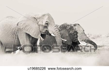 Two elephant wading in swamp, close up monochrome,, Amboseli, Kenya, East Africa View Large Photo Image Stock Photograph - Two elephant wading in swamp, close up monochrome,, Amboseli, Kenya, East Africa. Fotosearch