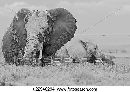 Two elephant wading in swamp, one large adult female and baby, close up monochrome, Amboseli, Kenya, East Africa View Large Photo Image Picture - Two elephant wading in swamp, one large adult female and baby, close up monochrome, Amboseli, Kenya, East Africa. Fotosearch
