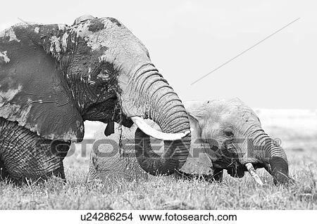 Picture - Two elephant wading in swamp, one large adult female and baby, close up detail monochrome, side view, Amboseli, Kenya, East Africa,. Fotosearch